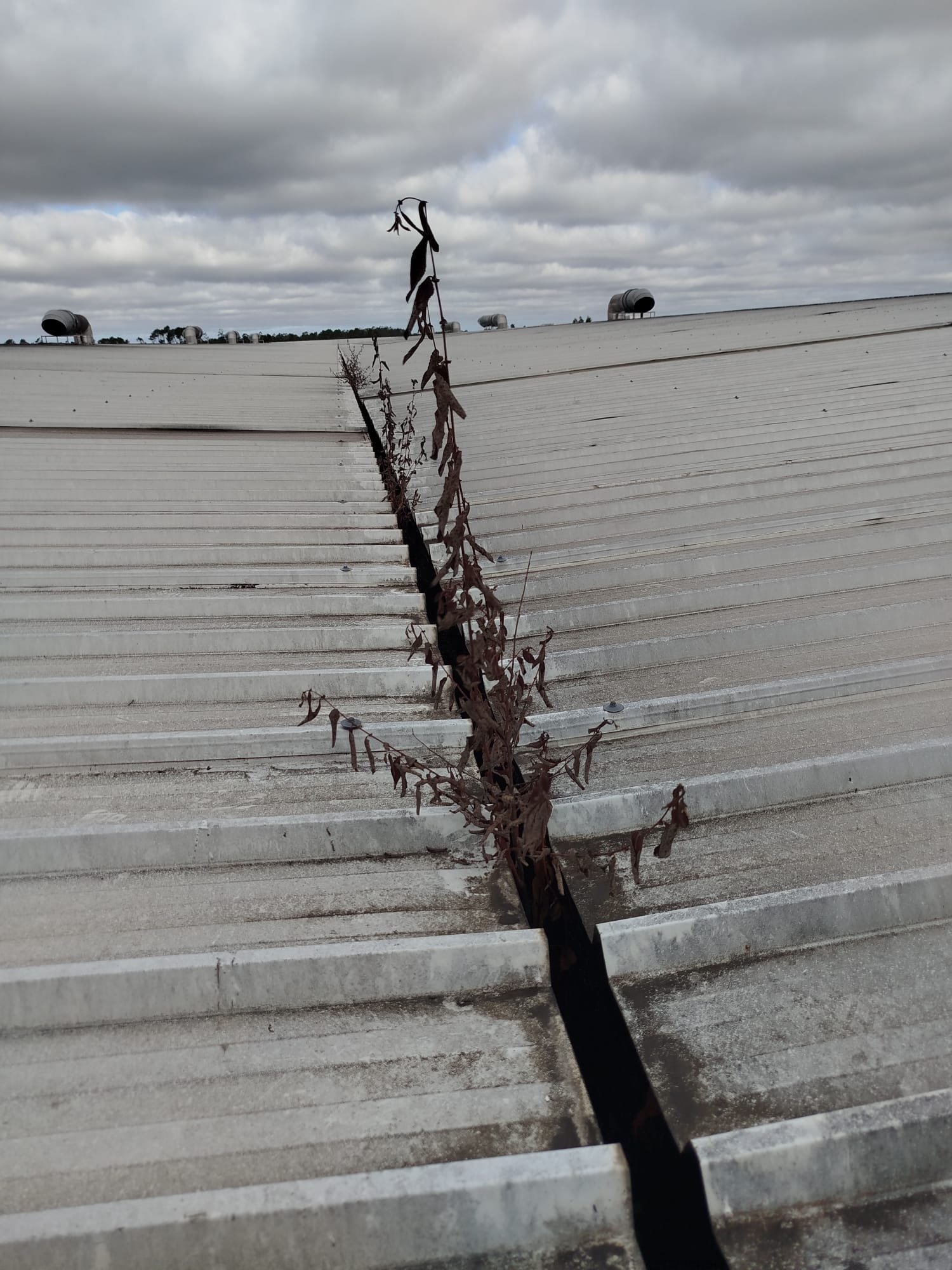 Pormenor de vegetação seca dentro de caleira em Cantanhede