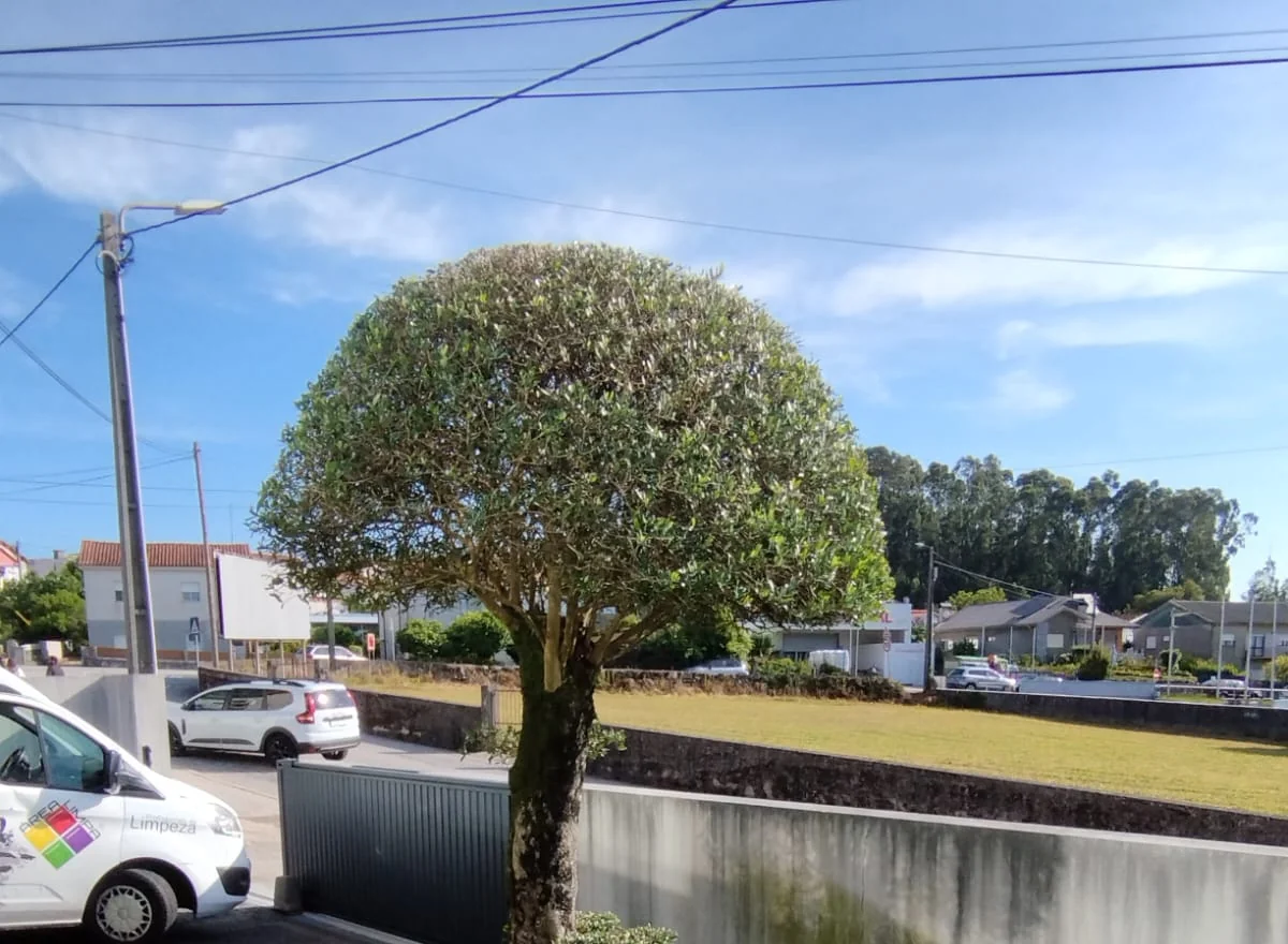Muro do jardim de uma moradia em Brufe, junto a uma árvore, antes da lavagem