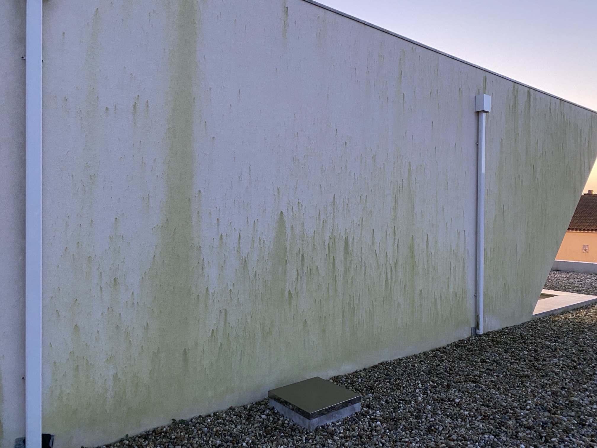 Parede acima da cobertura plana da moradia em Aguçadoura com algas verdes