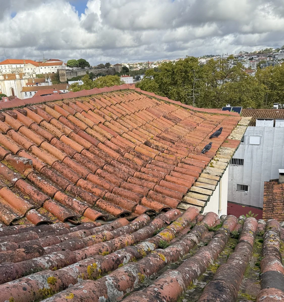 Vertente do telhado da Santa Casa da Misericórdia de Leiria com líquenes e musgo antes da lavagem SoftWash