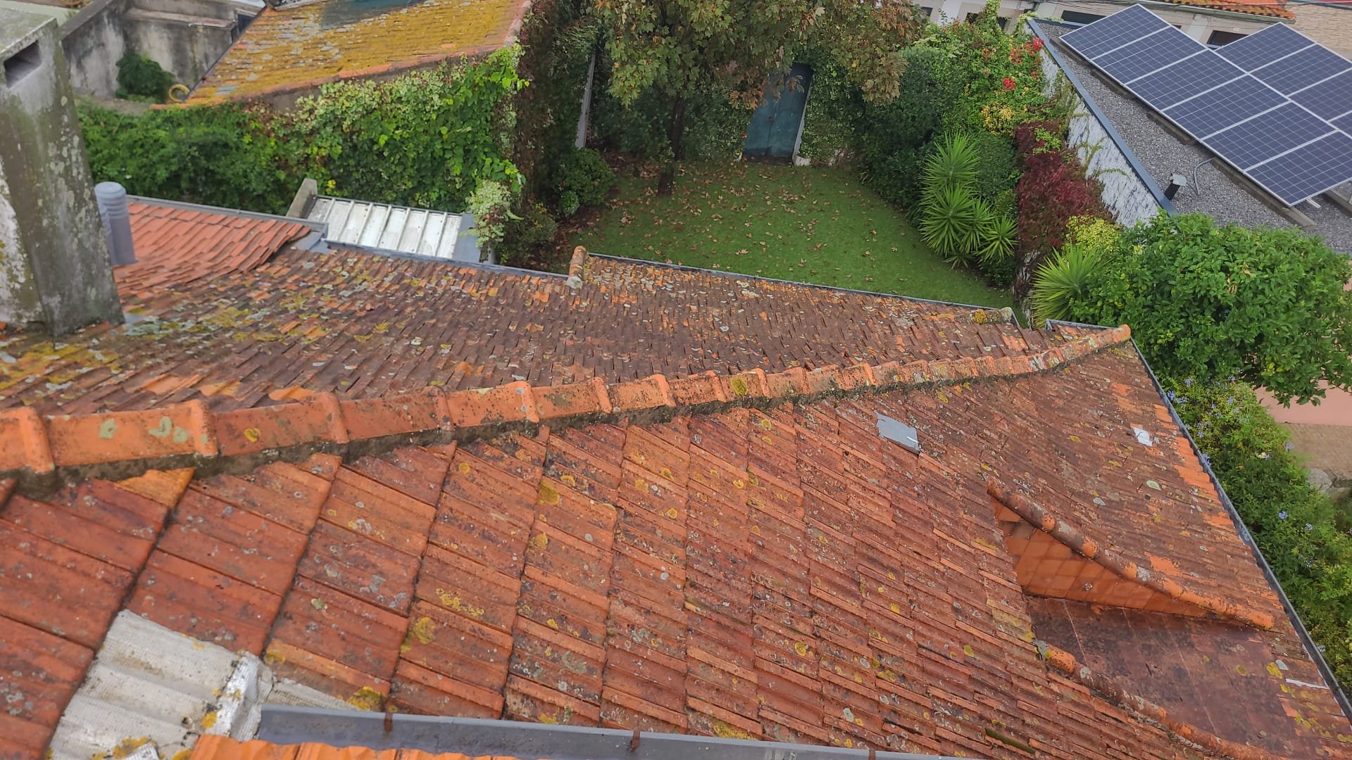 Telhado antigo em Leça da Palmeira com líquenes amarelos e musgo nas cumeeiras antes da lavagem